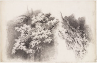 KT 1131
<br/>
Twee studies van lover
<br/>
<em>Bastert, Nicolaas (1854-1939)</em>